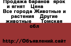 Продажа баранов, ярок и ягнят › Цена ­ 3 500 - Все города Животные и растения » Другие животные   . Томская обл.